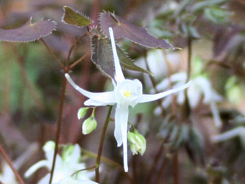 Epimedium grandiflorum var. thunbergianum