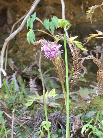 Epimedium grandiflorum var. thunbergianum