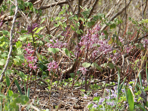 Epimedium grandiflorum var. thunbergianum