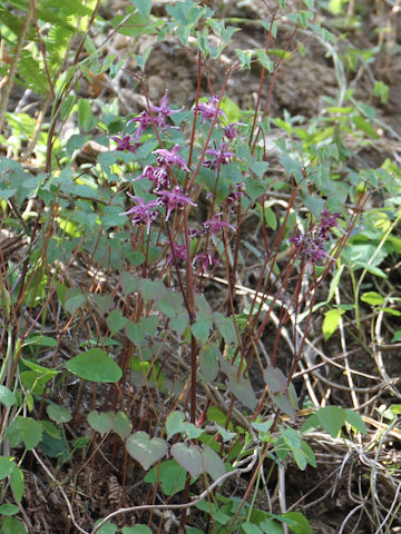 Epimedium grandiflorum var. thunbergianum