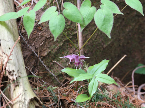 Epimedium grandiflorum var. thunbergianum