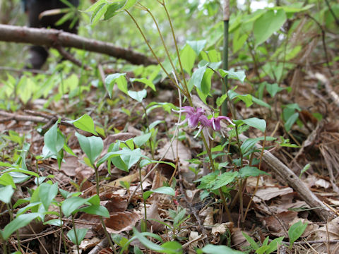 Epimedium grandiflorum var. thunbergianum