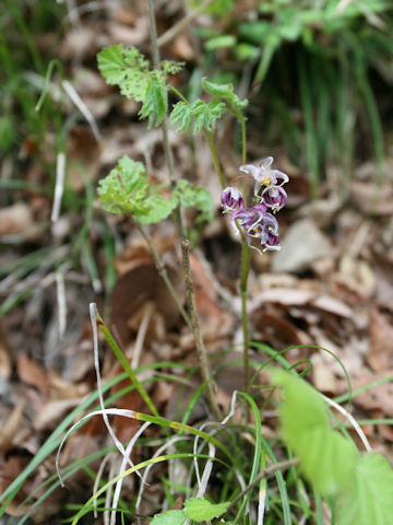 Epimedium grandiflorum var. thunbergianum