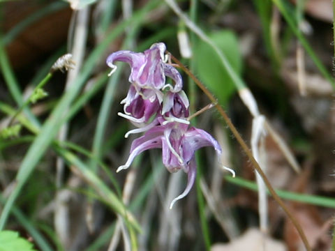 Epimedium grandiflorum var. thunbergianum