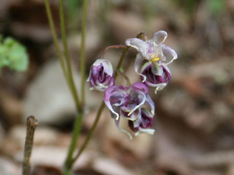 Epimedium grandiflorum var. thunbergianum