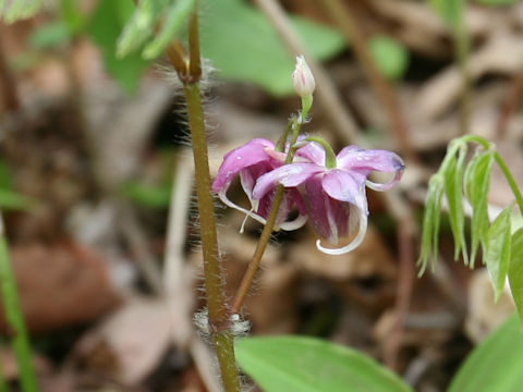 Epimedium grandiflorum var. thunbergianum