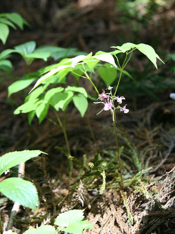 Epimedium grandiflorum var. thunbergianum