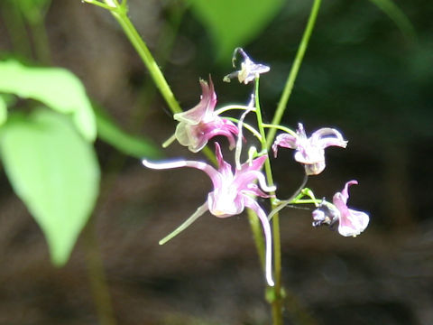 Epimedium grandiflorum var. thunbergianum