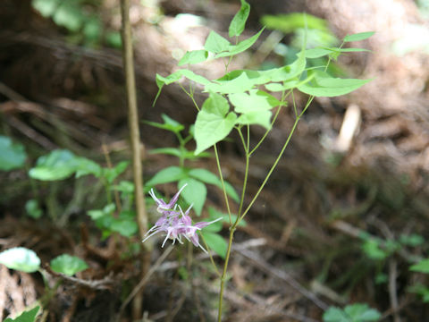 Epimedium grandiflorum var. thunbergianum