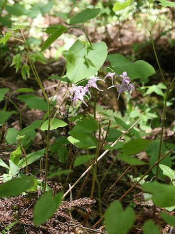 Epimedium grandiflorum var. thunbergianum