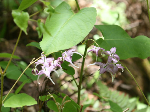 Epimedium grandiflorum var. thunbergianum