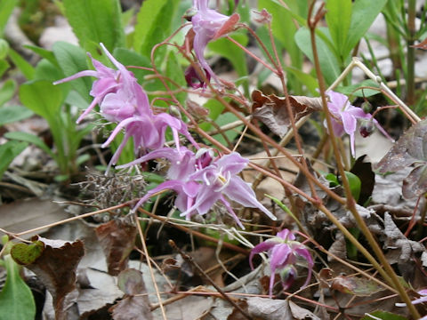 Epimedium grandiflorum var. thunbergianum cv. Princess Susan