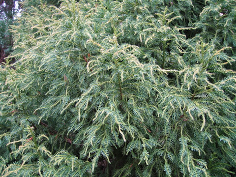 Cryptomeria japonica cv. Lycopodioides