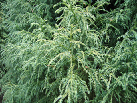 Cryptomeria japonica cv. Lycopodioides