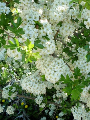 Crataegus monogyna