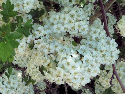 Crataegus monogyna