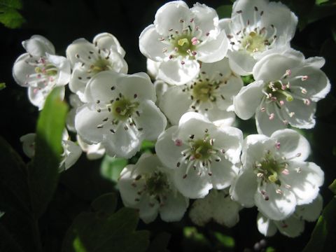 Crataegus monogyna