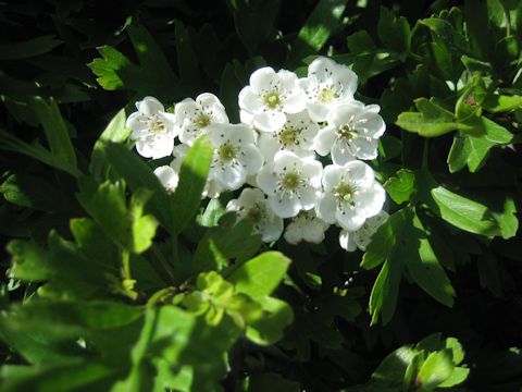 Crataegus monogyna