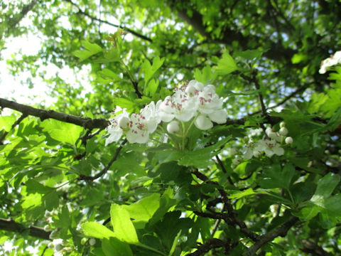 Crataegus monogyna