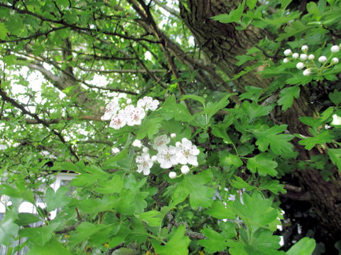 Crataegus monogyna