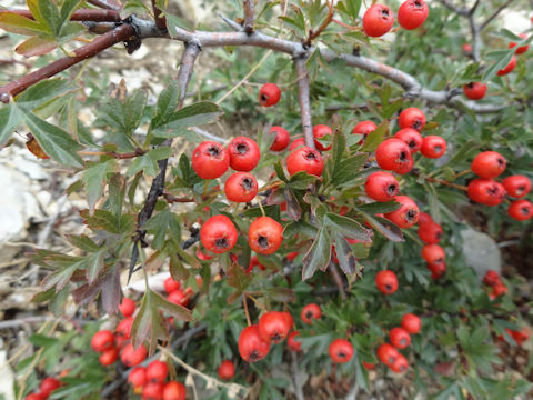 Crataegus monogyna