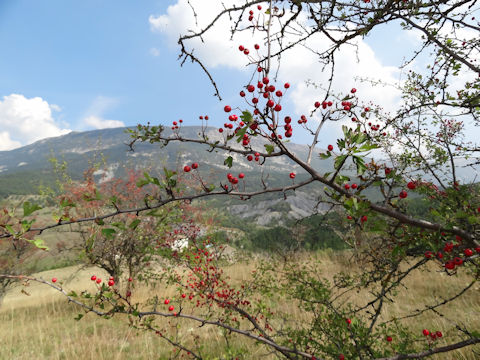 Crataegus monogyna