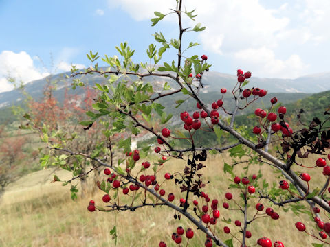 Crataegus monogyna