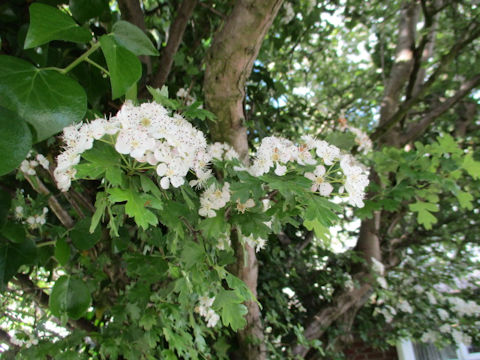 Crataegus monogyna