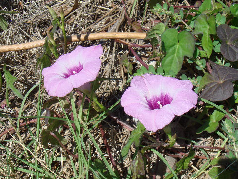 Ipomoea trichocarpa