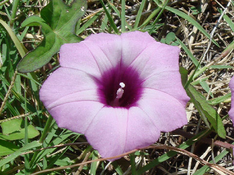 Ipomoea trichocarpa