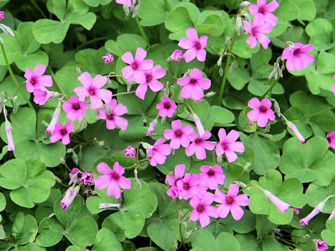 Oxalis articulata