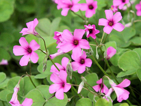 Oxalis articulata