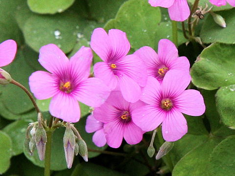 Oxalis articulata