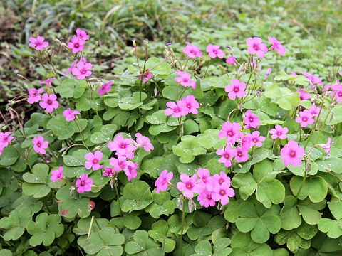 Oxalis articulata