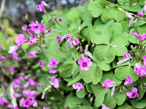 Oxalis articulata