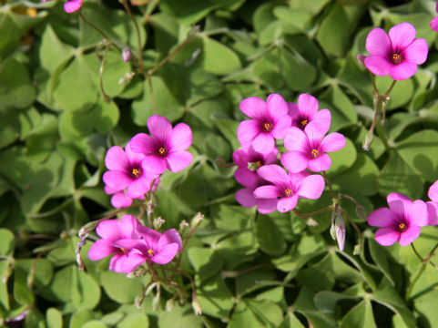 Oxalis articulata