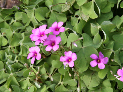 Oxalis articulata