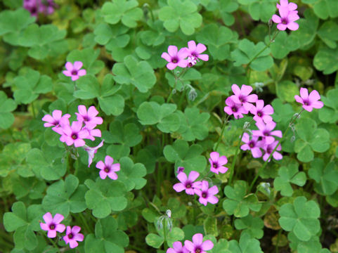 Oxalis articulata