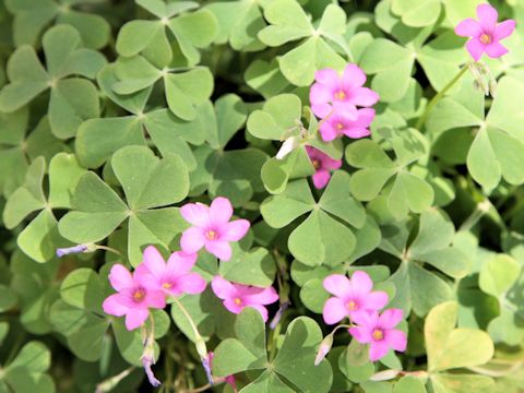 Oxalis articulata