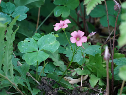 Oxalis articulata