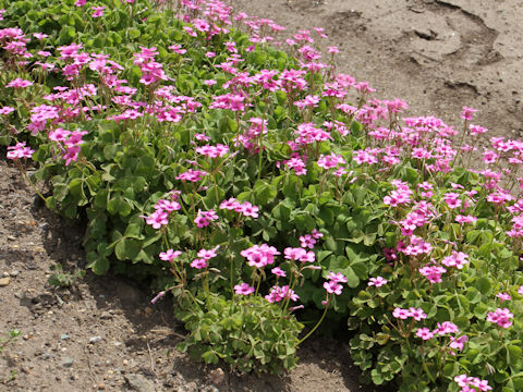 Oxalis articulata