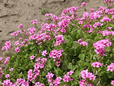 Oxalis articulata