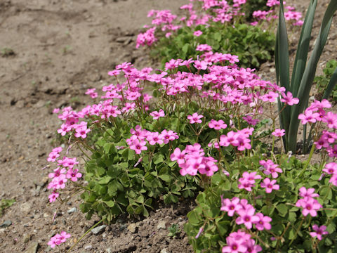 Oxalis articulata