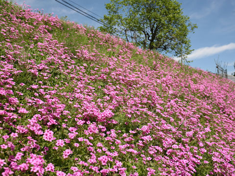 Oxalis articulata