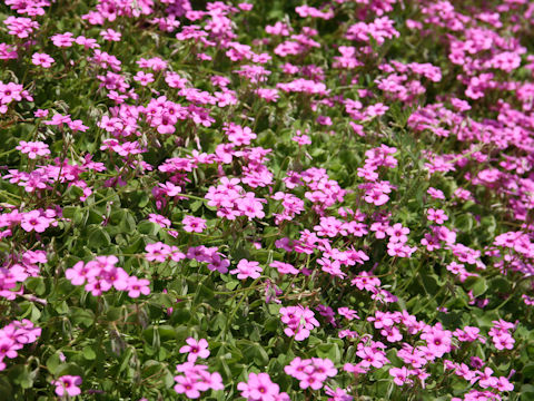 Oxalis articulata