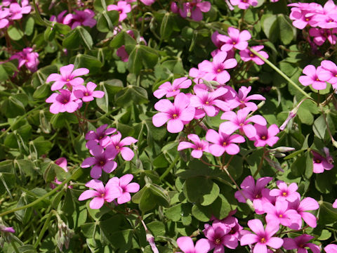 Oxalis articulata