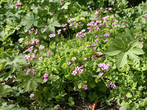 Oxalis articulata