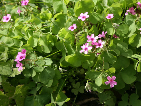 Oxalis articulata