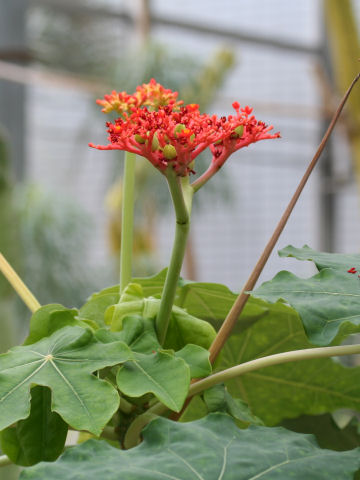 Jatropha podagrica