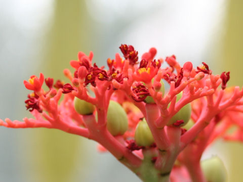 Jatropha podagrica